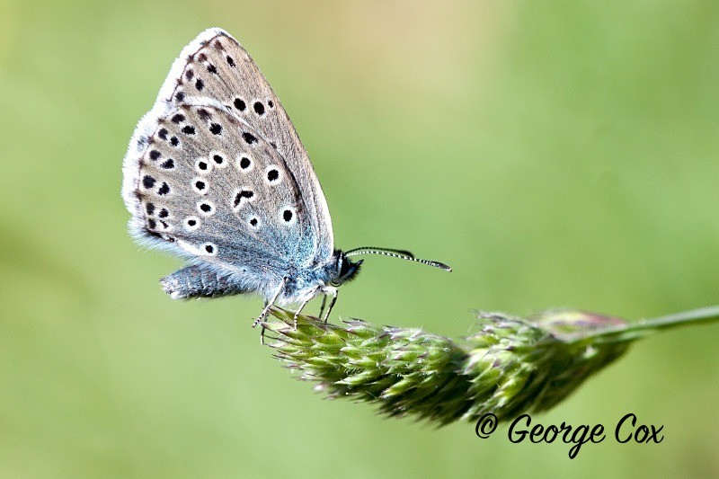 large blue butterfly phengaris arion