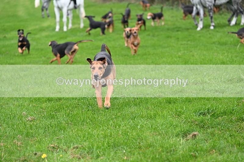 WJ7_8792 - Meet Staff & Hounds