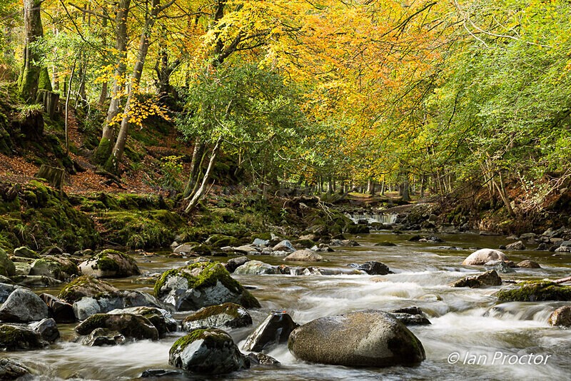 Tollymore Forest 2020 - A River Runs Through It - Autumn