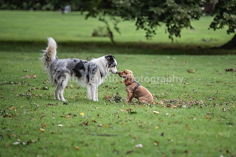 0KJS4638 - Dogs in Abington Park