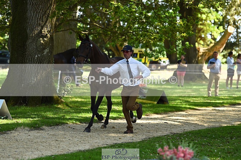 230524-153536-00374 - 361-FINCH_FANCY-Ben_Lee_Liles-WEDTrotUp+DR