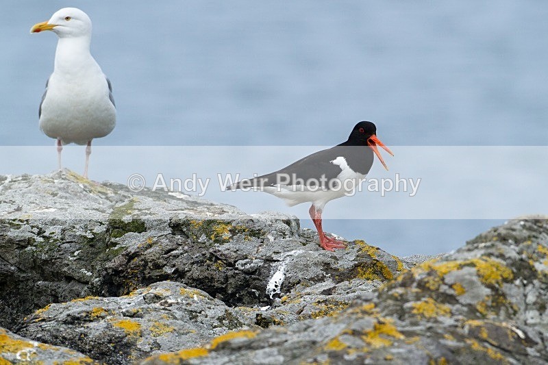 20120529-_MG_9325 - Oyster Catcher
