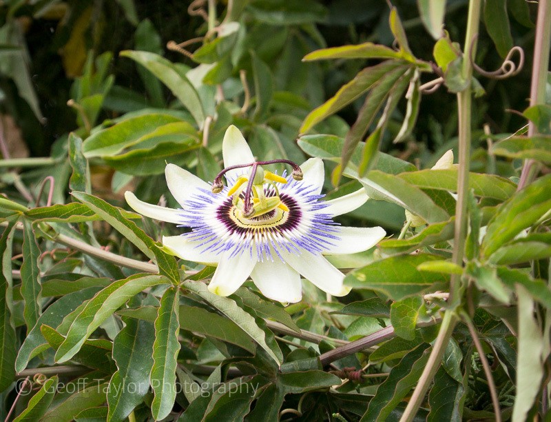 Padula walk, Passion Fruit flower - Naples, Padula & Northern Calabria