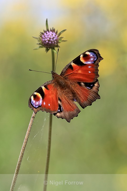 Peacock showing upper wings, Otmoor RSPB Nature Reserve, Oxfordshire - INSECTS
