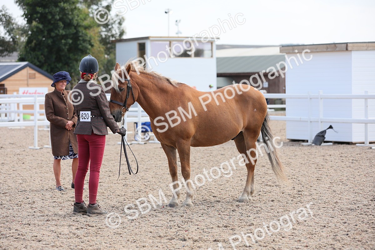 SBM_15808 - Class 312 IH Competition Horse/Pony