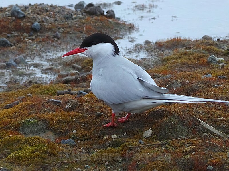 Tern - Latest Photos