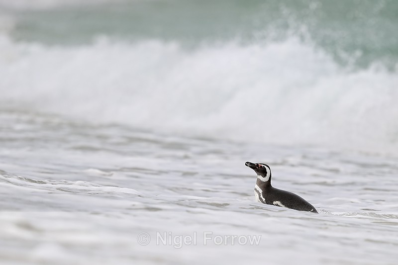 Magellanic Penguin in surf, Carcass Island, Falklands - Magellanic Penguin