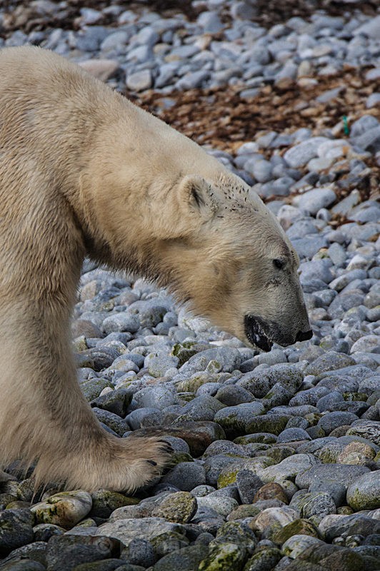 Polar bear 7231 - Trip with MS Expedition August 2016