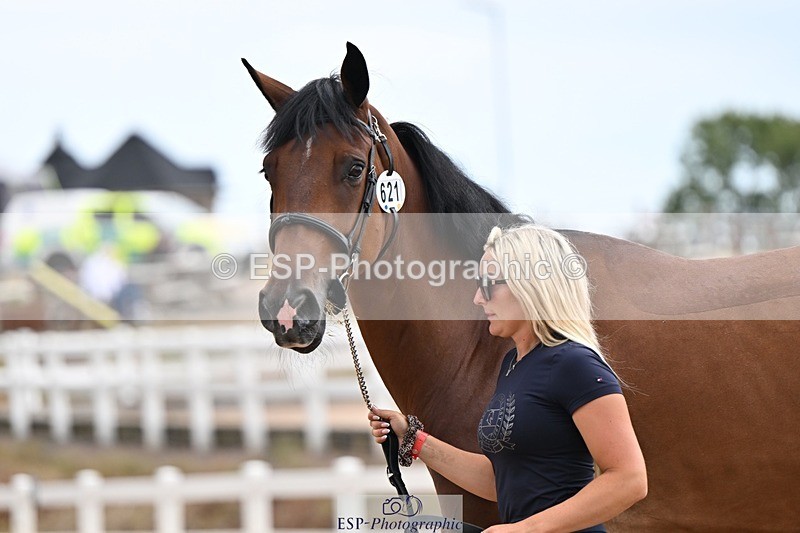 250716-145356-01488 - Trot Up 2.30 to 3.30