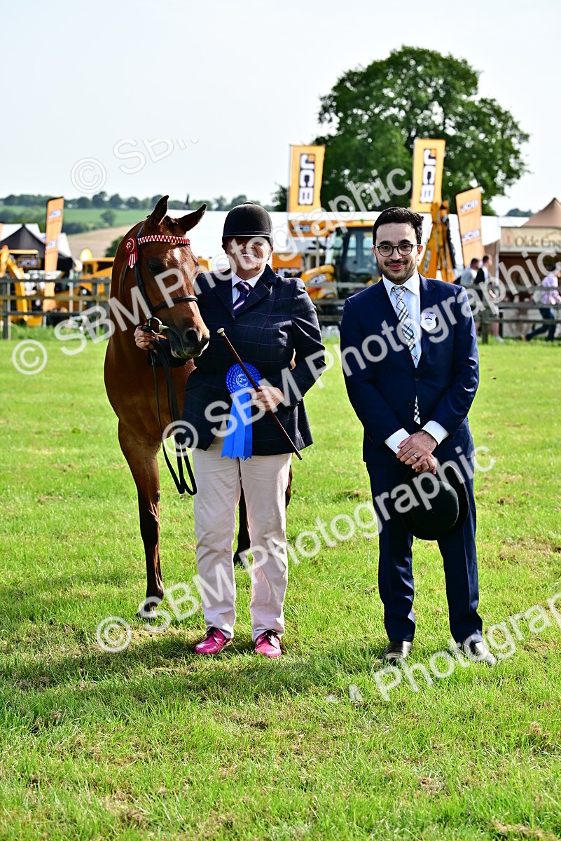 SBM_01006 - Class 46-49 - Arab and Part Bed-Anglo Arab In Hand