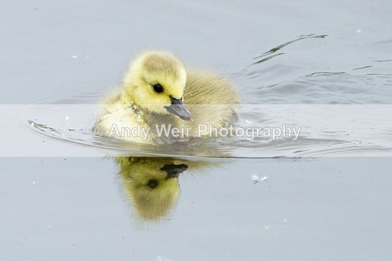 20120520-_MG_0007 - Geese
