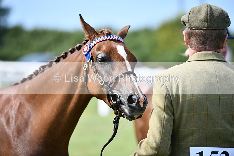 DSC_8392 - Class 68: Part Bred In Hand M & M