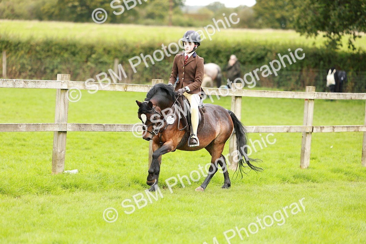 SBM_41791 - S32 - Mountain & Moorland Working Hunter Pony