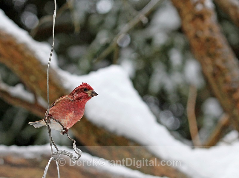 Purple Finch (male) - Birds of Atlantic Canada