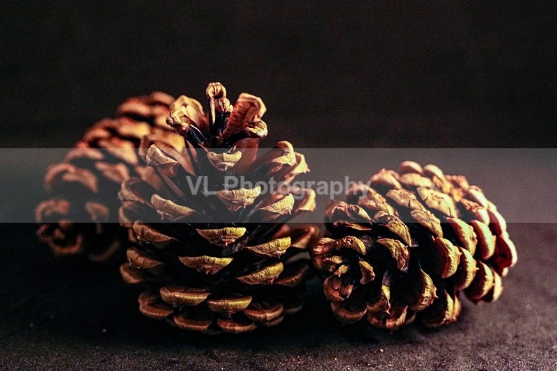 Pine cones - Other