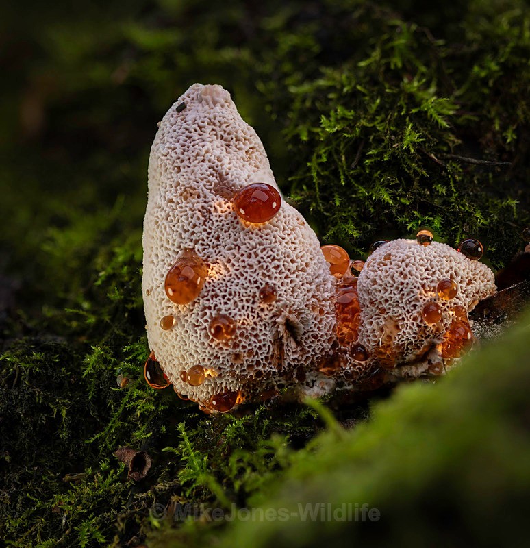 Bleeding tooth fungi, Cholmondeley castle - AUTUMN 2025 FUNGI/MUSHROOMS