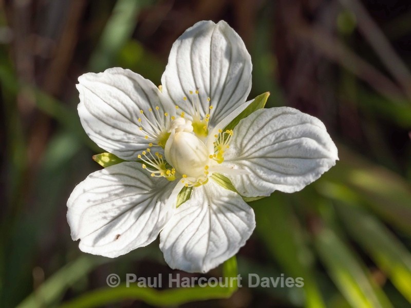 Grass of Parnassus (Parnassia palustris) - Wild Flowers 2020