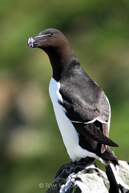 Razorbill - All Other Birds