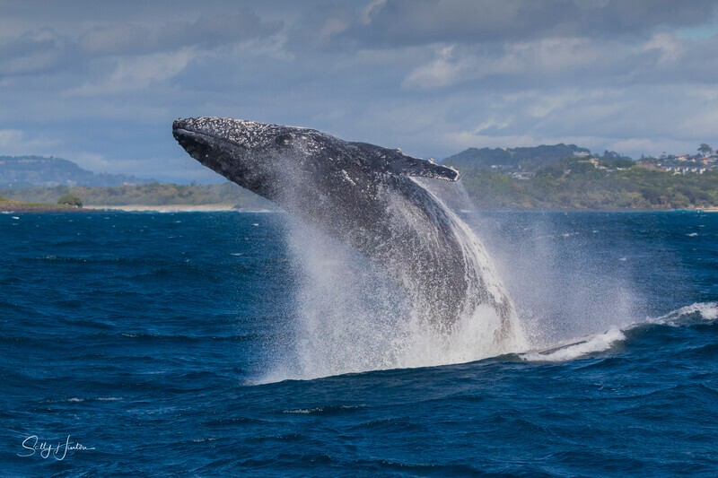 0A3A6355 - 2024 Whale Photos