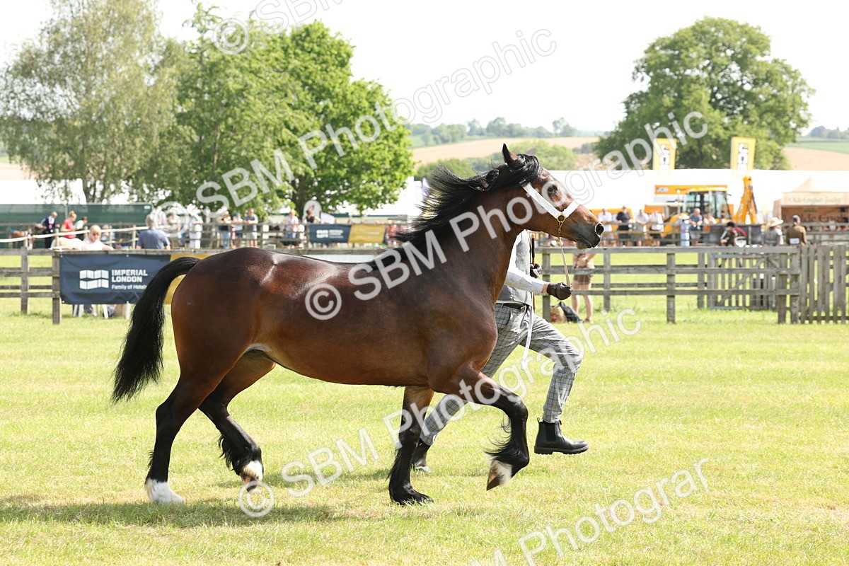 SBM_02259 - Class 6-13 - Mountatin and Moorland In Hand Welsh Breeds