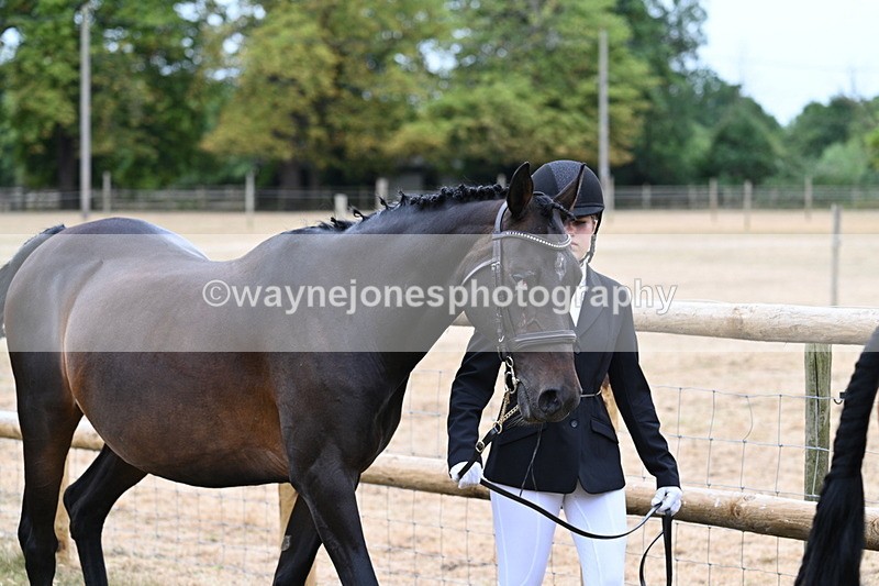 WJ7_9094 - Class 4a Prettiest Mare 14.2hh and over