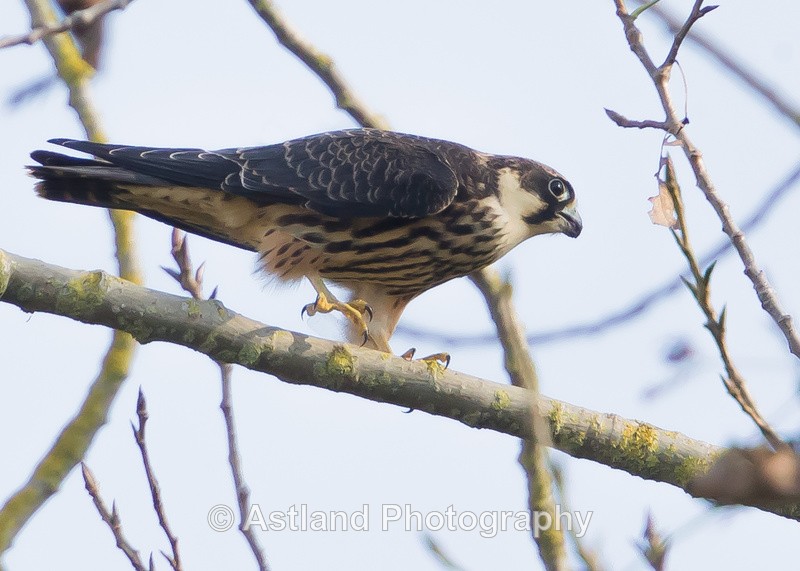 Astland Photography, Bird and Wildlife Images, Susan and Peter Wilson, U.K.