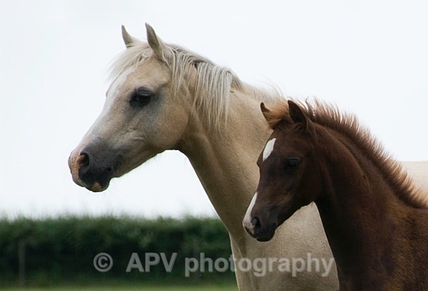  - Horses'n'Ponies
