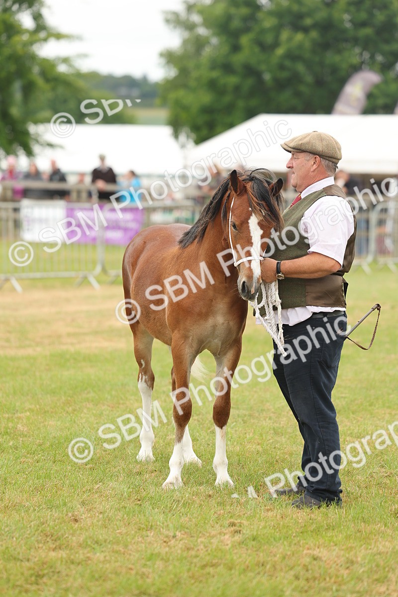 SBM_02358 - Class 50-57 - M&M Welsh Pony In Hand