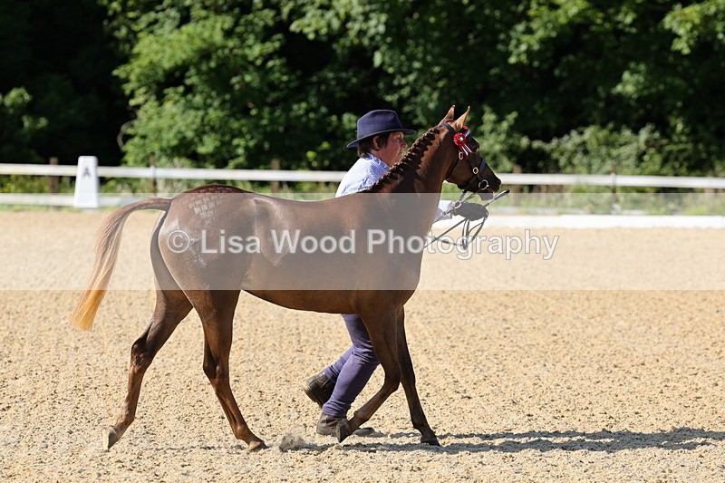 1X9A0620 - Class 3: Youngstock 1, 2, 3 year old not to exceed 153cm