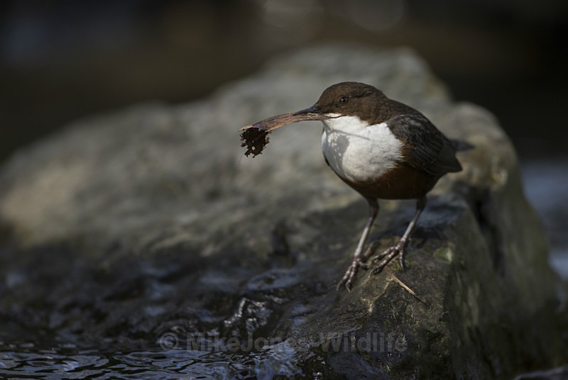 Dippers, North Wales - DIPPERS