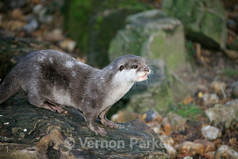 Asian Otter - Wildlife