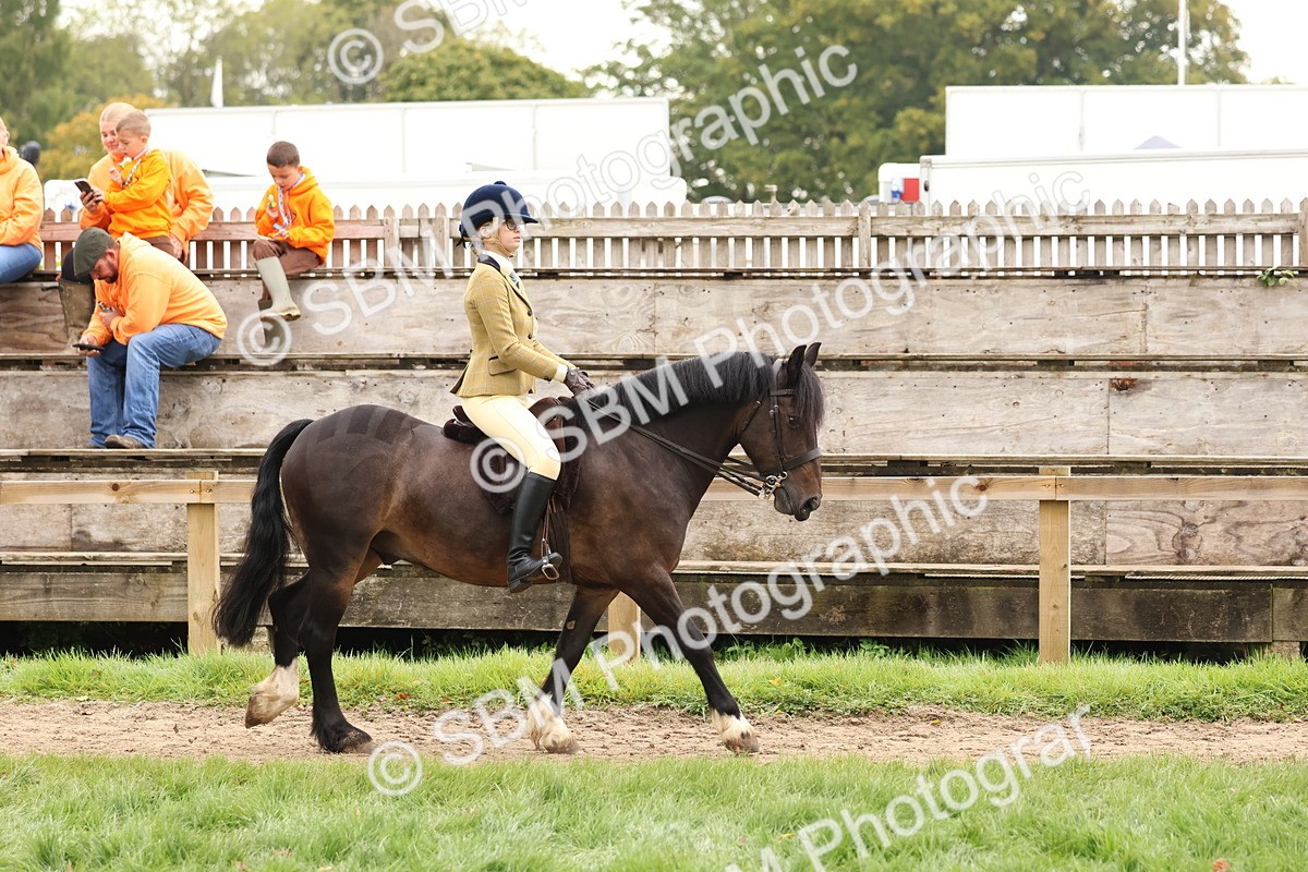 SBM_59839 - S36 - Rehabiliated Rescue Horse & Pony In Hand & Ridden