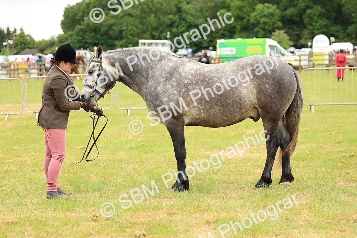 SBM_04050 - Class 64-67 - Shetland Pony In Hand