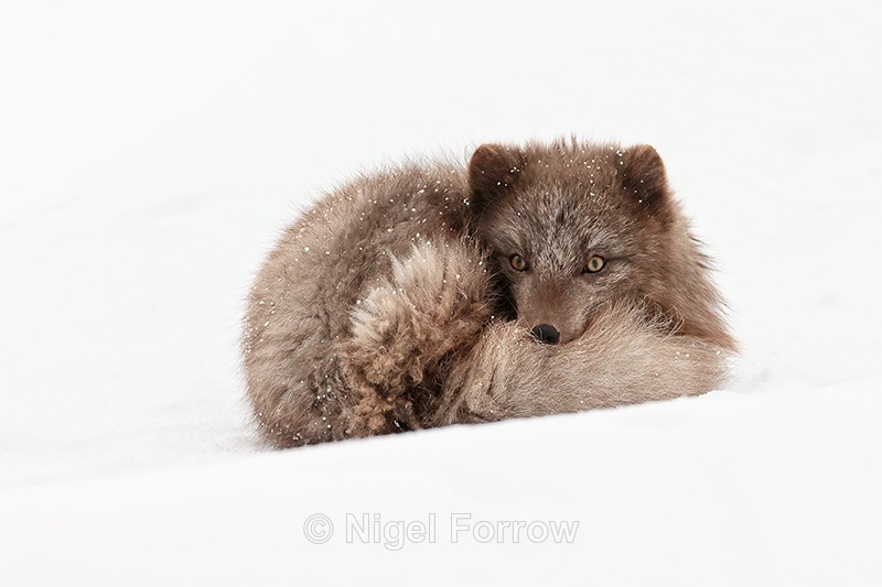 Arctic Fox alert curled up, Hornstrandir, Iceland - Arctic Fox