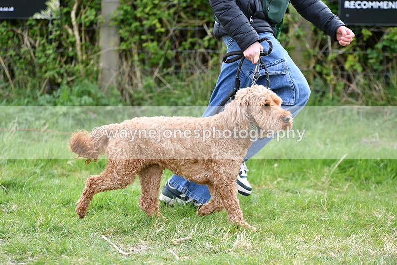 WJ5_9167 - Class 1 Best Cross Breed / Heniz 57