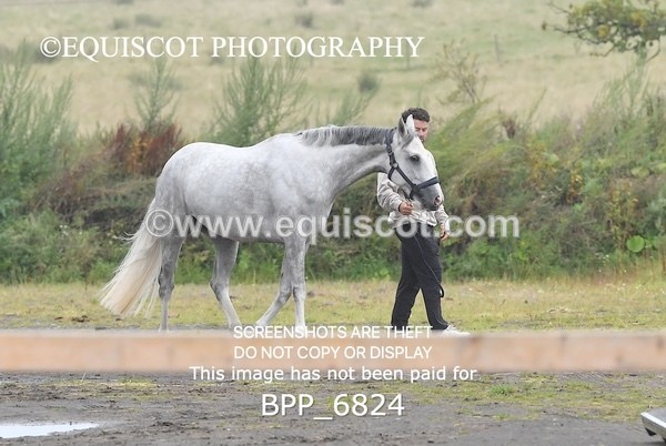 BPP_6824 - CLASS 1 Club/ Unaffiliated 80cms Open