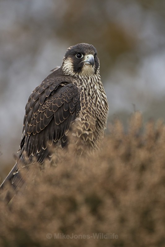 PEREGRINE FALCON 11 - PEREGRINE FALCONS