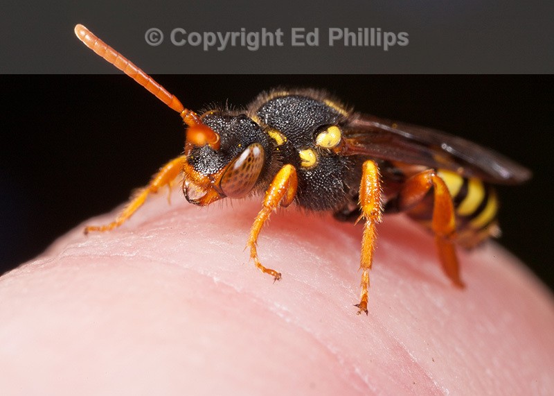Nomada fucata Female
