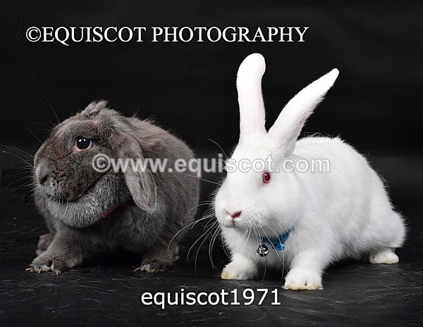 equiscot1971 - GIZMO & OSCAR