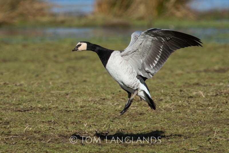 Barnacle Goose - Swans and Geese
