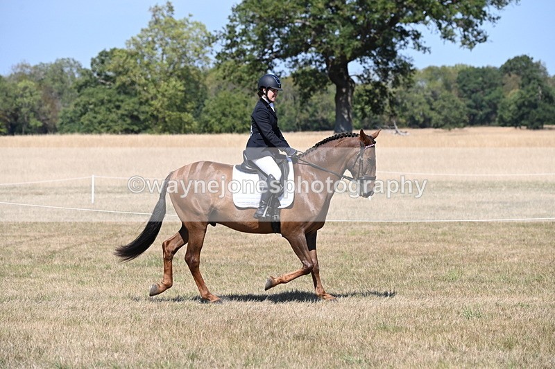 WJ6_8775 - Class 38 Ridden Riding Horse/Pony