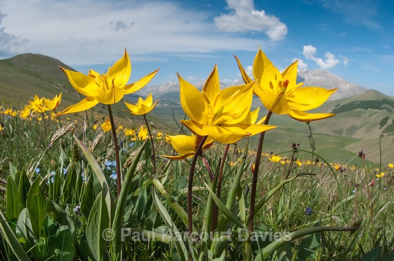  - Plants: wide-angle