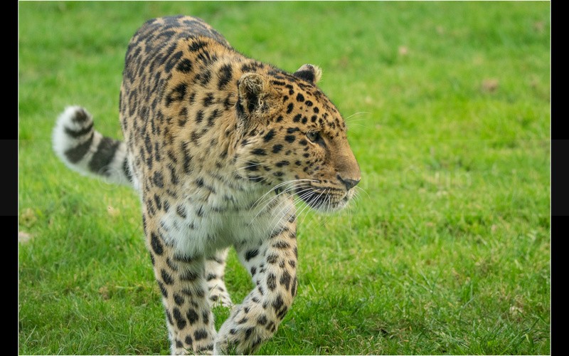 Amur Leopard Yorkshire Wildlife Park - SHARON OWEN