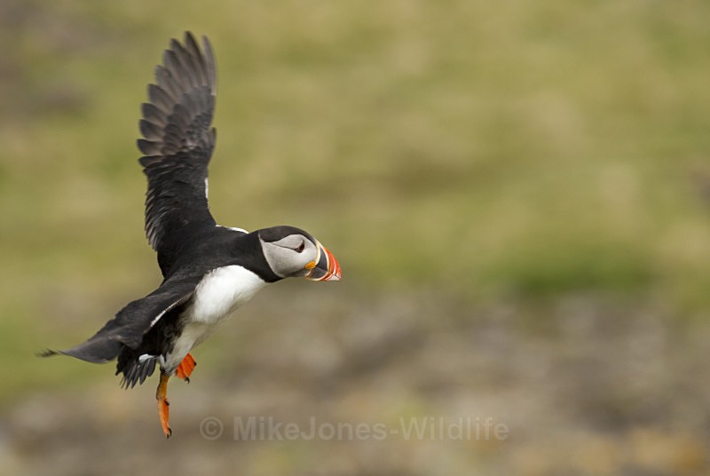 PUFFIN, ISLE OF MULL - PUFFINS, ISLE OF MULL