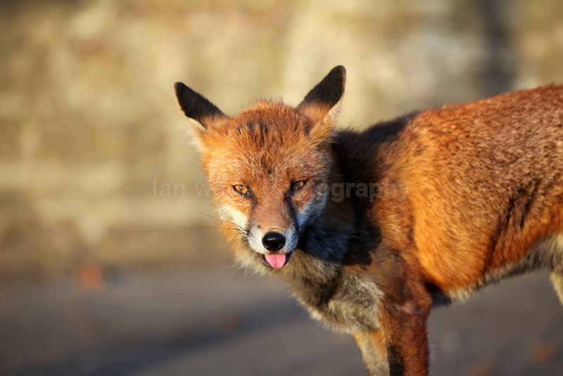  - Urban Foxes, Bristol, Great Britain