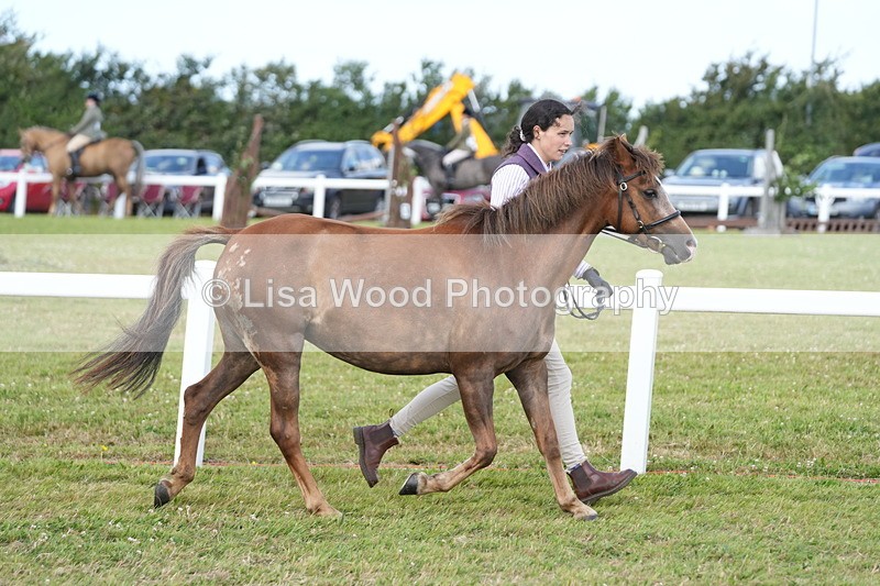 DSC05530 - Class 50: NPS M&M 4 years and over Small Breeds