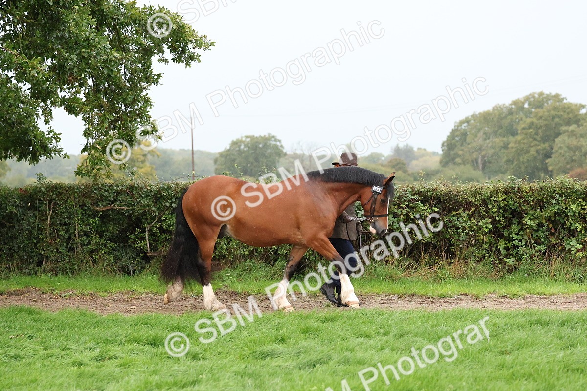SBM_35243 - S10 - Best In Hand Horse & Pony