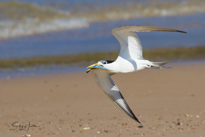 Flying 9 - Crested Terns
