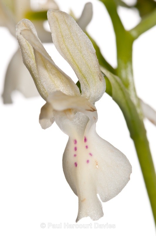  - WB: Orchids - Orchis