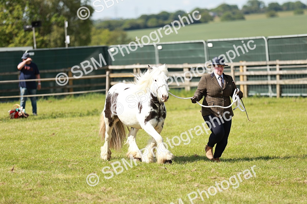 SBM_08623 - Class 63-65 - Traditional Gypsy Cobs In Hand & Ridden